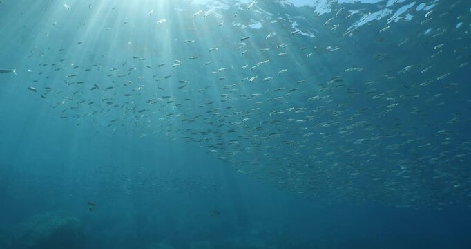 silversides under sun shine and beams underwater silverside fish school Atherina boyeri