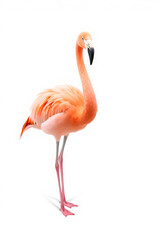 Vertical Close-Up of a Flamingo on White Background &ndash; Exotic Tropical Bird in Elegant Composition