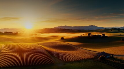 Obraz premium Breathtaking Panoramic View of Vineyards Bathed in Golden Light
