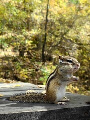 The chipmunk in the forest