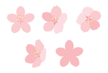 Cherry blossoms in full bloom. Set of cherry blossom petal icons and decorations. Illustration material of cute spring flowers.