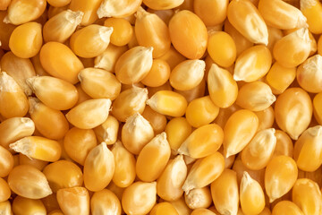 Grains and legumes macro detail shooting (wheat, beans, rice, corn, cereals)