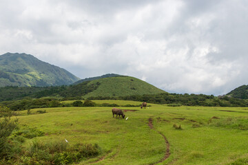 Landscape View Of The Beautiful Qingtiangang, Yangmingshan National Park (The Highest Mountain Of Taipei) , Taipei, Taiwan
