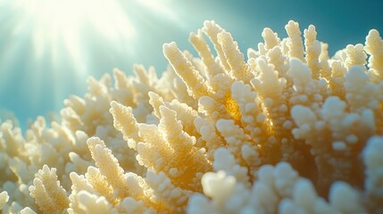 Sunlit coral reef underwater ocean scene