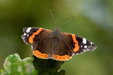 Vanessa atalanta
