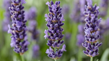 Fototapeta premium Close-up lavender flowers field bloom summer garden