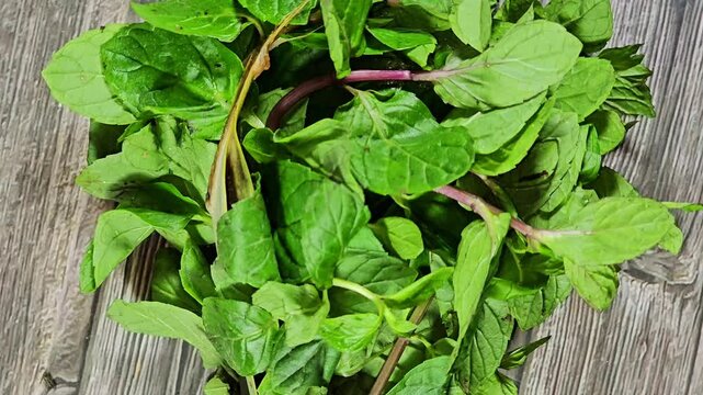Mentha or Mint, a genus of flowering plants in the mint family, Lamiaceae, Mints are aromatic, almost exclusively perennial herbs, The flowers are produced in long bracts from leaf axils