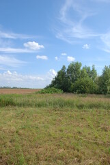 Obraz premium green field and blue sky