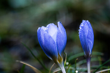 snowdrop flower macro detail in natural environment