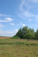 Obraz premium trees and sky