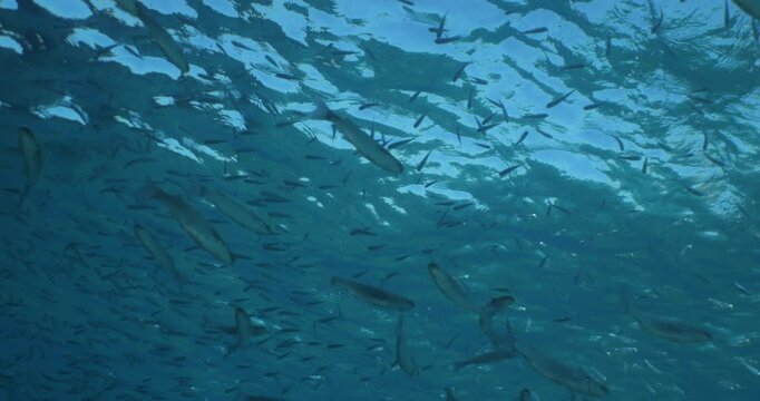fish eating the partucles on the surface of water underwater sea breams mullets and silversides
