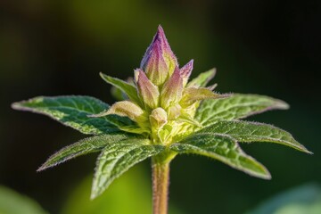 vibrant plant displaying purple-tinted bracts at the top, surrounded by green, textured leaves with prominent veining. The plant appears to be budding and has a slightly fuzzy texture on both the leav
