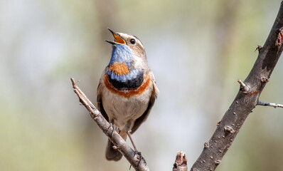 female cardinal on a branch