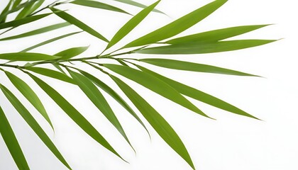 Bamboo leaves isolated on white background,leaf, nature, plant, cut out, land, no people, ornamental, photography, simplicity, vertical,879