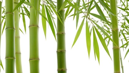 Bamboo leaves isolated on white background,leaf, nature, plant, cut out, land, no people, ornamental, photography, simplicity, vertical,456