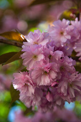 Close-up of a cluster of delicate pink cherry blossoms in full bloom.