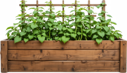 Lush Green Potato Plants Growing in a Wooden Raised Garden Bed with Trellis