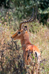 Impala Or Rooibok (Aepyceros Melampus)