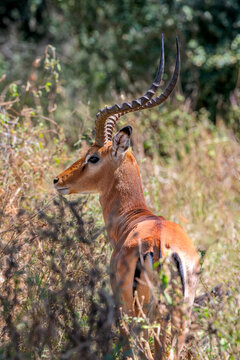 Impala Or Rooibok (Aepyceros Melampus)