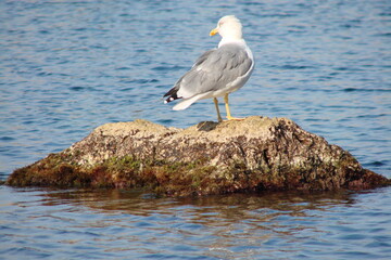 bird on a rock