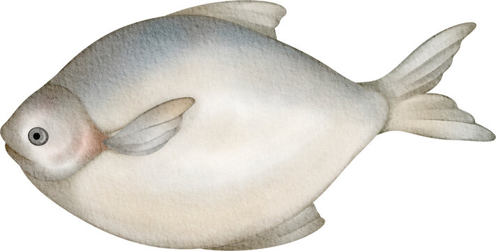 watercolor pomfret