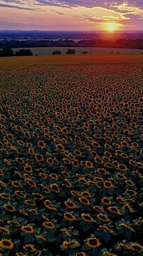 Flying over Sunflowers field reaching toward setting sun, warm golden hour tones with deep blues in shadows, uplifting and majestic atmosphere. Vertical video backgrounds
