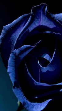 Blue rose opening in time lapse, dark moody background, vibrant saturated colors with blue and deep indigo contrast, dynamic and serene yet mysterious feeling. Vertical video backgrounds
