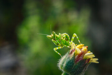 grasshopper on the grass
