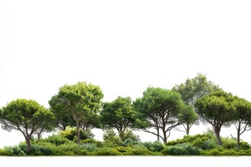 Lush green trees in serene nature setting ideal for eco-friendly projects and wellness promotions