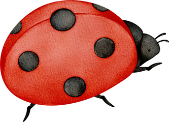 watercolor ladybug © Je