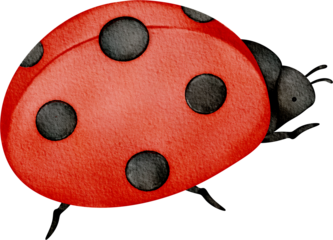 watercolor ladybug