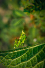 spider on leaf