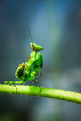green grasshopper on a leaf