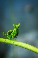 green shield bug