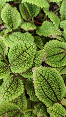 Textured Green Swedish Ivy Leaves Close-up for Natural Design Background