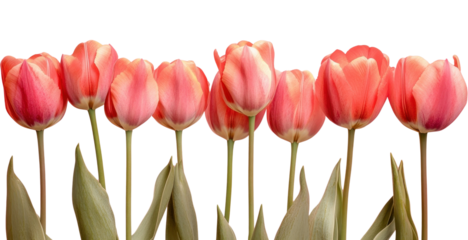 PNG The bottom of the image pink background pink tulips flowers.