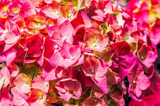 Colorful flower background
