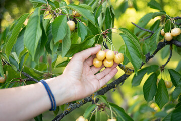 Close-up of a woman's hand picking white organic cherries from the tree
