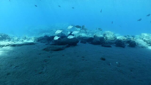 sand steenbras school swim  underwater mormyrus with some other fish around mediterranean sea