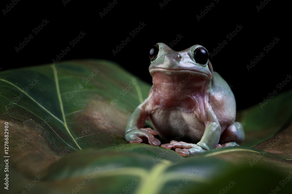 Canvas Prints dumpy frog 