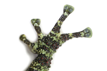 a Fingers Theloderma corticale (Vietnamese mossy frog) on white background, Fingers Mossy tree frog closeup on isolated background