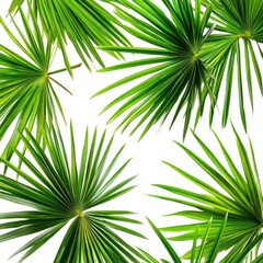 Fototapeta premium Tropical palm leaves on white background