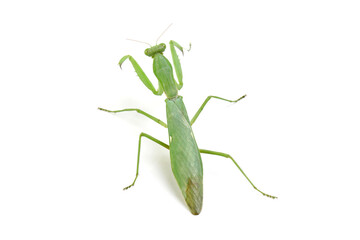 a Hierodula membranacea mantis isolated on black background, A green praying mantis was cleaning its hands on isolated background