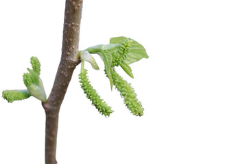 Obraz premium Mulberry fruit in spring isolated on transparent background 