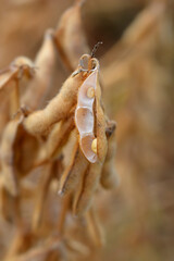 Soybean seed pods