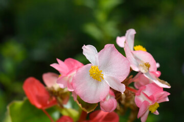 Begonia Big flowers