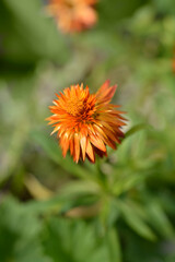 Orange straw flower