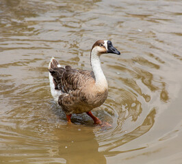 A graceful greylag goose, navigating the placid water's surface with measured steps.  A study in elegant movement.