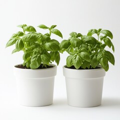 Naklejka premium Two basil plants in white pots on white background. Possible use Kitchen herb display