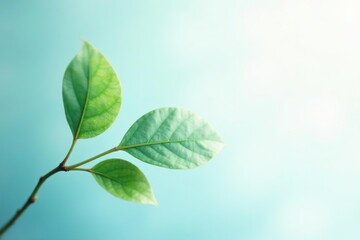Pastel blue and green leaf branch against white, branch, peaceful, soft
